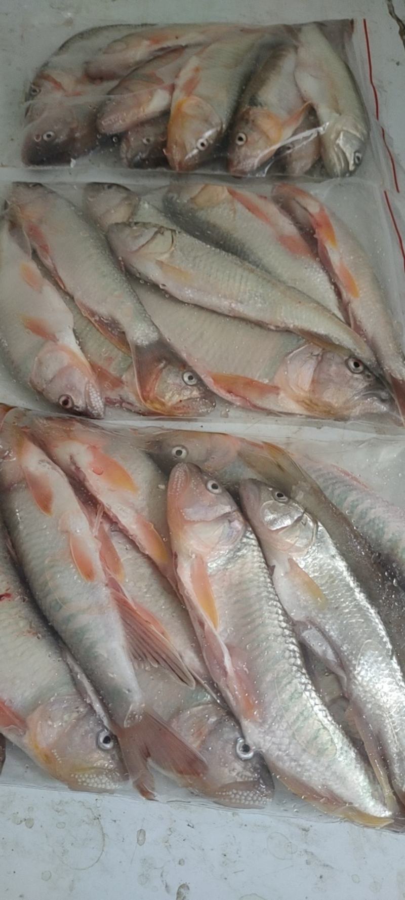 石斑鱼，马口鱼，鲫鱼，土鲤鱼，棍子鱼，黑鱼，黄骨鱼，鲶鱼