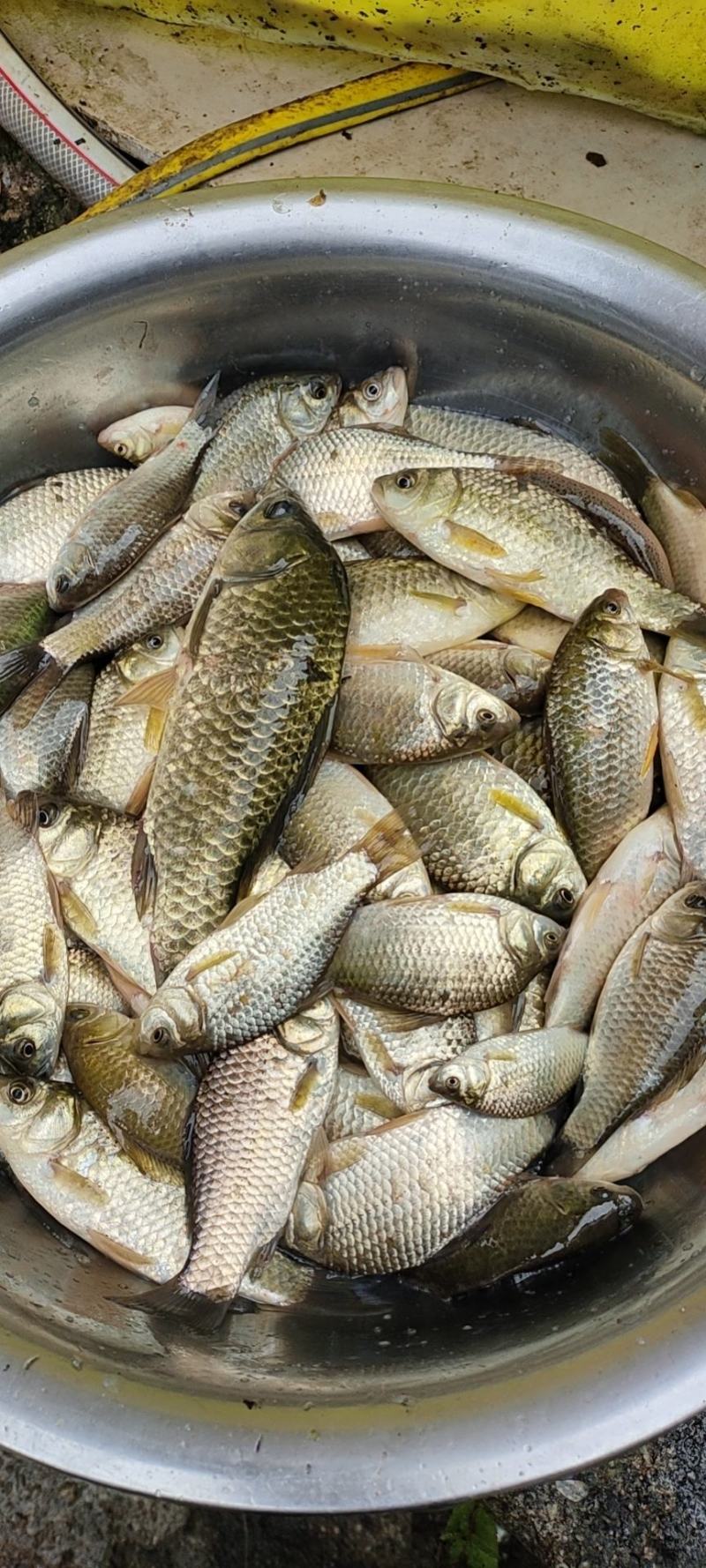 石斑鱼，马口鱼，鲫鱼，土鲤鱼，棍子鱼，黑鱼，黄骨鱼，鲶鱼