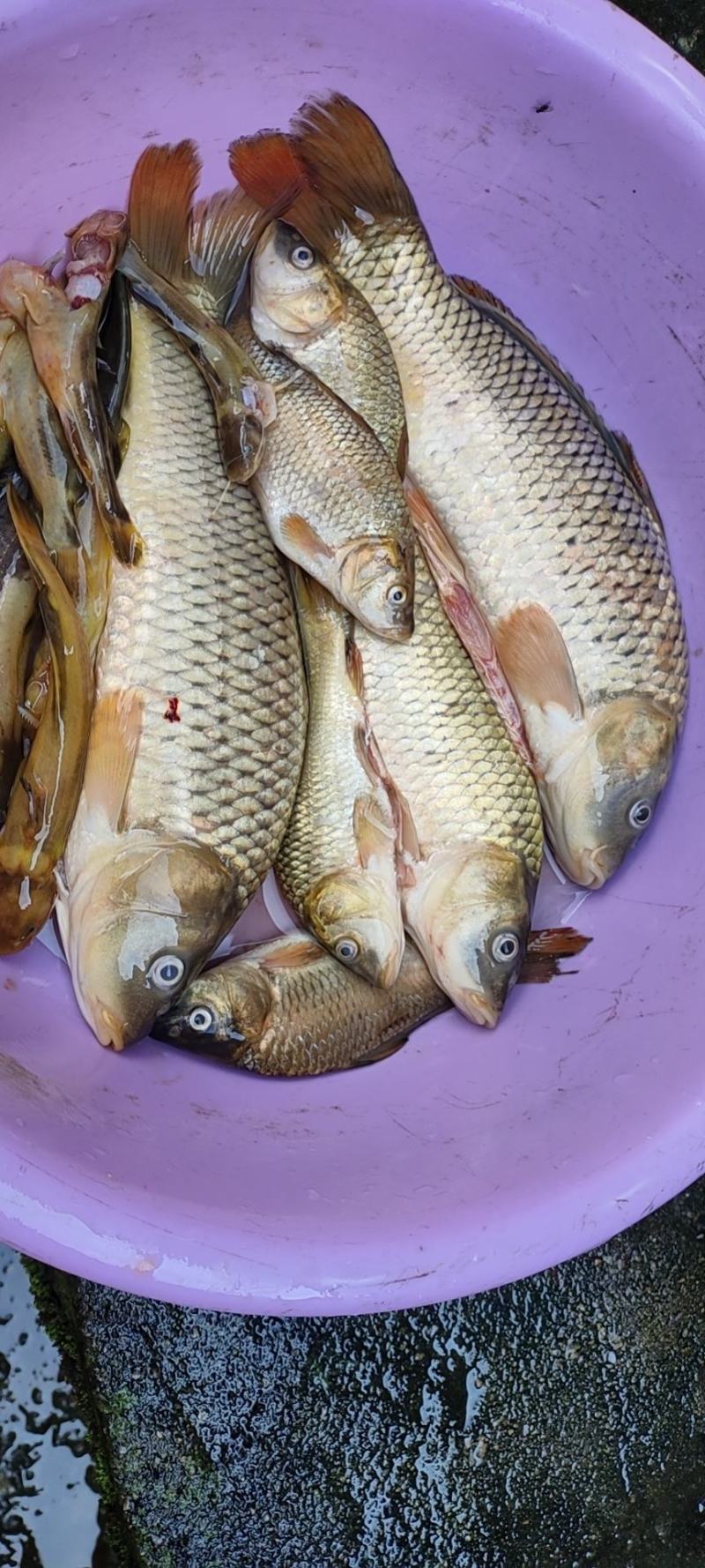 石斑鱼，马口鱼，鲫鱼，土鲤鱼，棍子鱼，黑鱼，黄骨鱼，鲶鱼