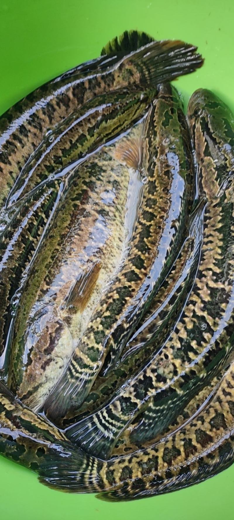 石斑鱼，马口鱼，鲫鱼，土鲤鱼，棍子鱼，黑鱼，黄骨鱼，鲶鱼