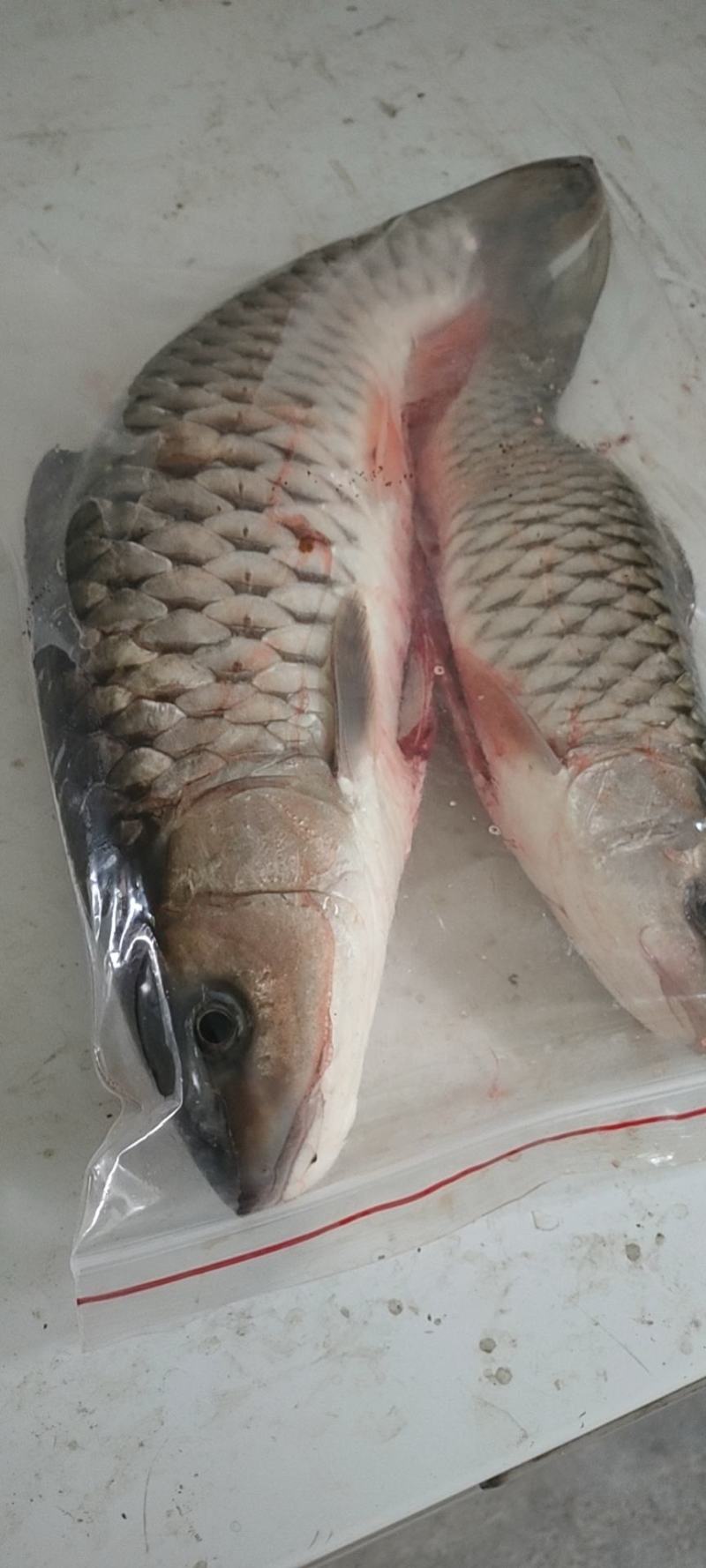 石斑鱼，马口鱼，鲫鱼，土鲤鱼，棍子鱼，黑鱼，黄骨鱼，鲶鱼