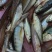 石斑鱼，马口鱼，鲫鱼，土鲤鱼，棍子鱼，黑鱼，黄骨鱼，鲶鱼