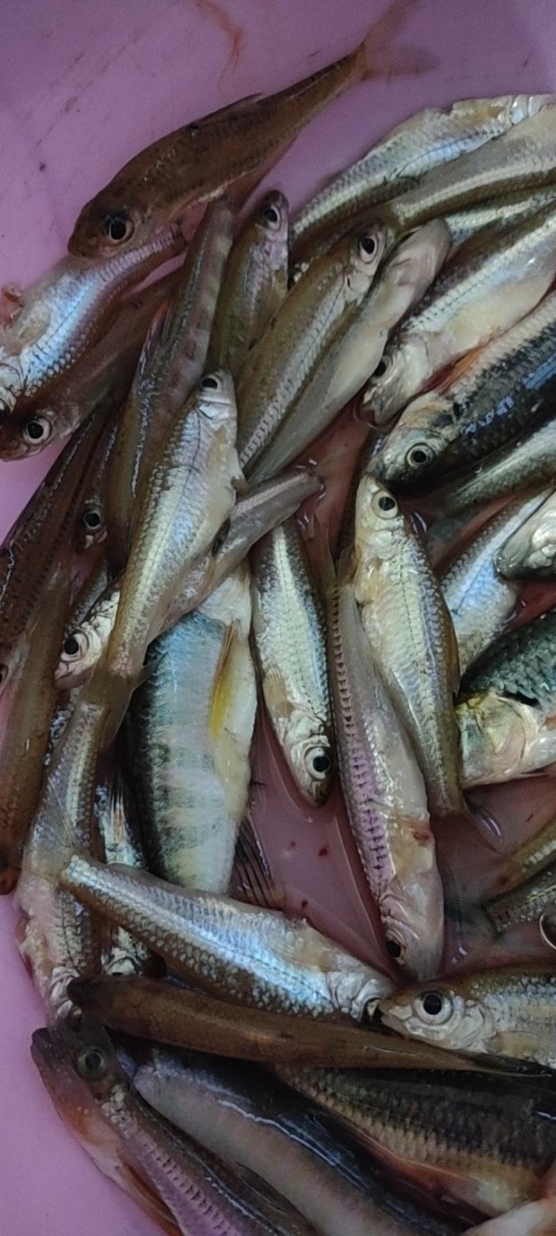石斑鱼，马口鱼，鲫鱼，土鲤鱼，棍子鱼，黑鱼，黄骨鱼，鲶鱼