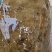 石斑鱼，马口鱼，鲫鱼，土鲤鱼，棍子鱼，黑鱼，黄骨鱼，鲶鱼