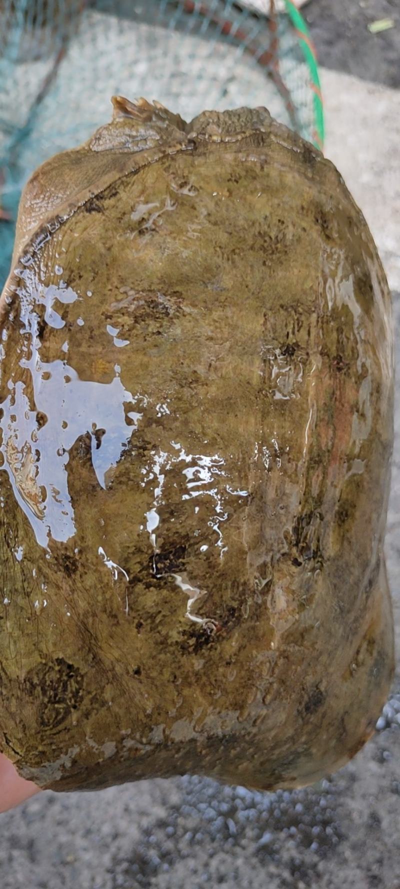 石斑鱼，马口鱼，鲫鱼，土鲤鱼，棍子鱼，黑鱼，黄骨鱼，鲶鱼