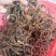 干豆角野豆角！3斤起批肉质软而不硬产地直发