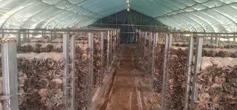 毛木耳种植基地