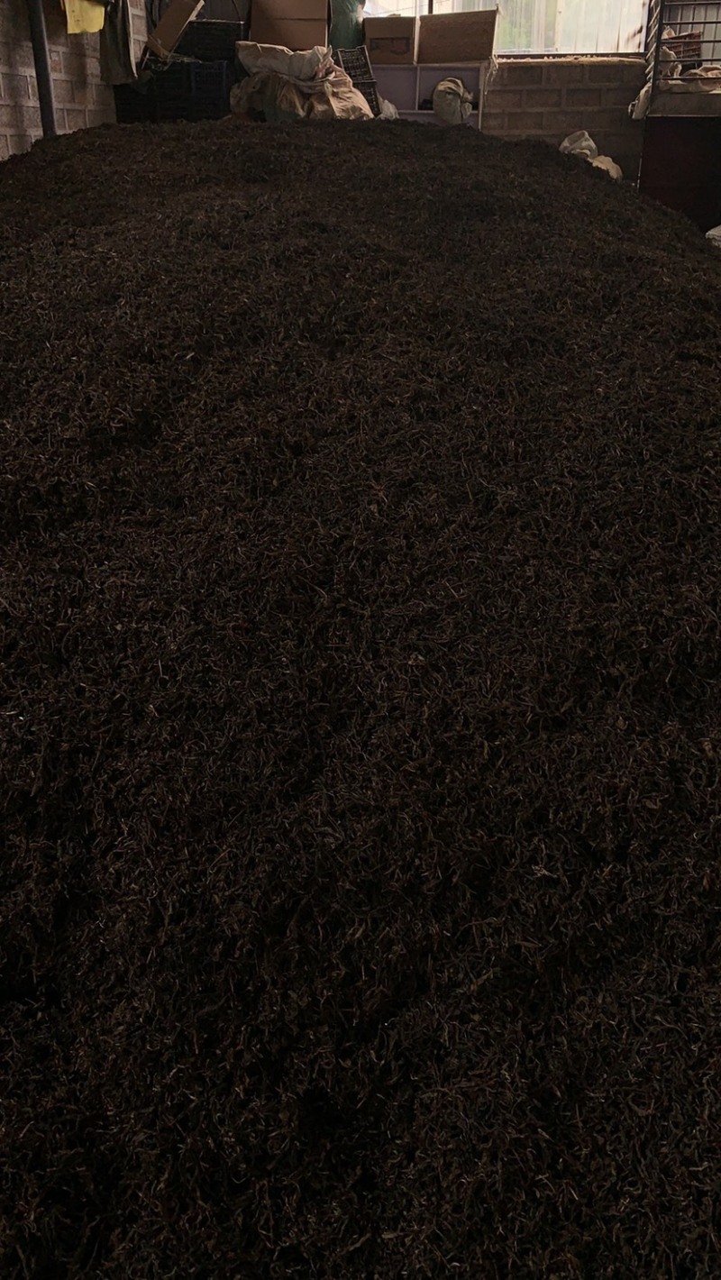 低端料临沧茶区挑好黄片初制所料，免费寄样