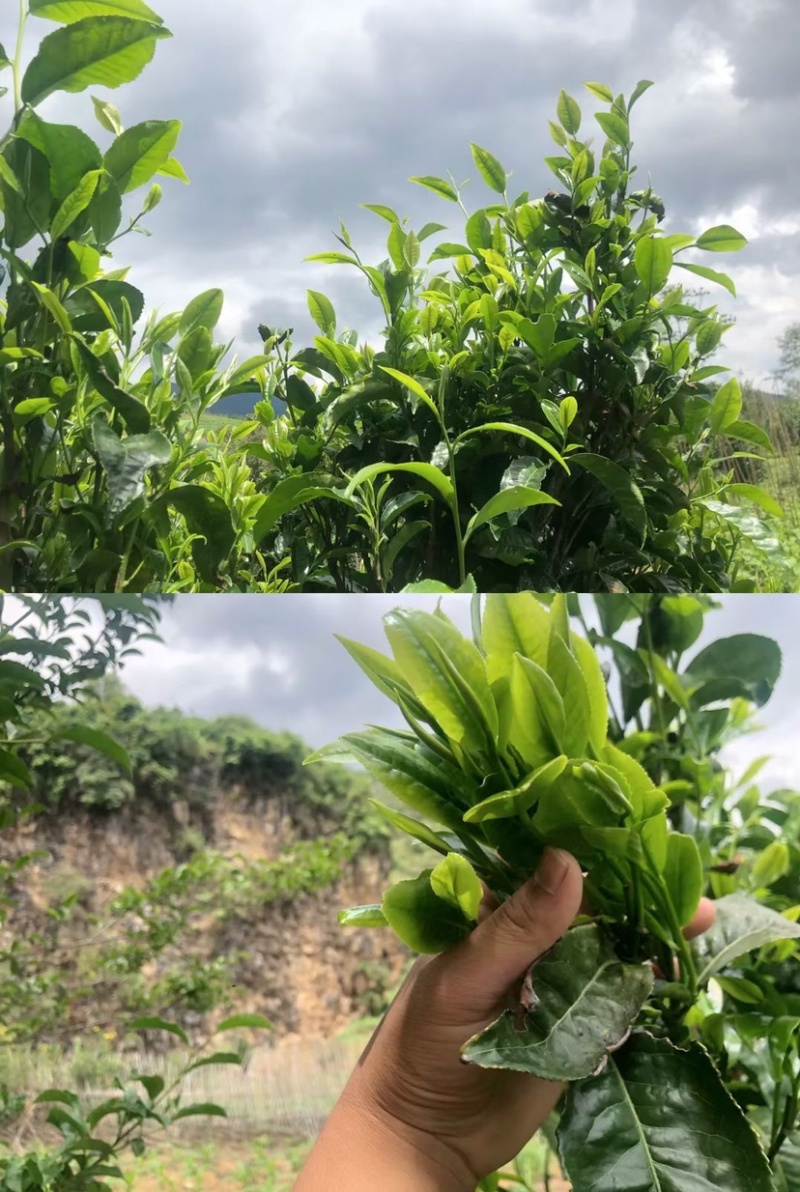 低端料临沧茶区挑好黄片初制所料，免费寄样
