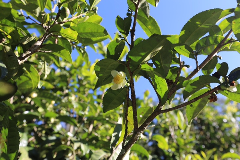 低端料临沧茶区挑好黄片初制所料，免费寄样