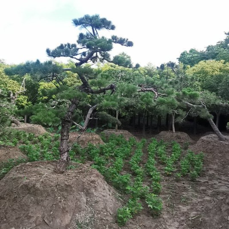 临水造型黑松