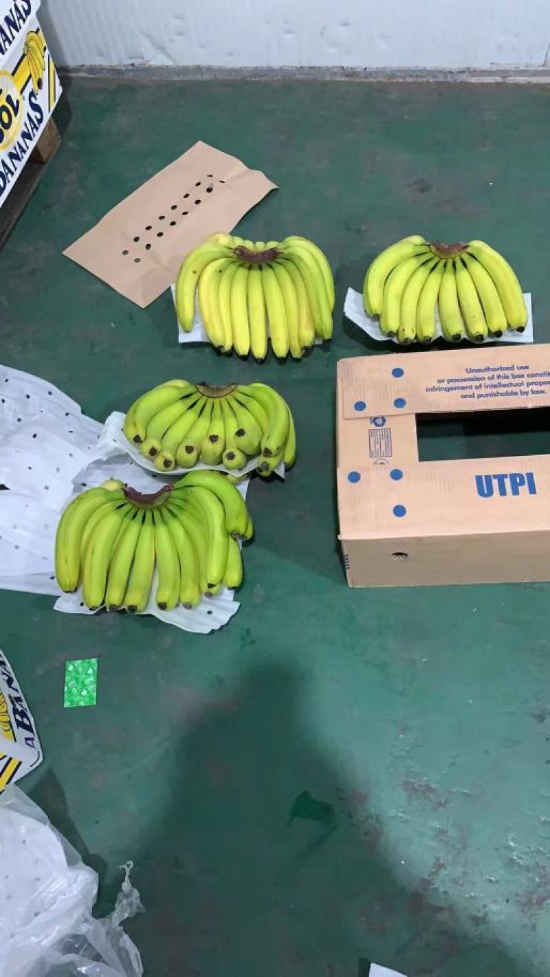（包售后）黄金焦，特价焦超市活动炸街赶集各种规格