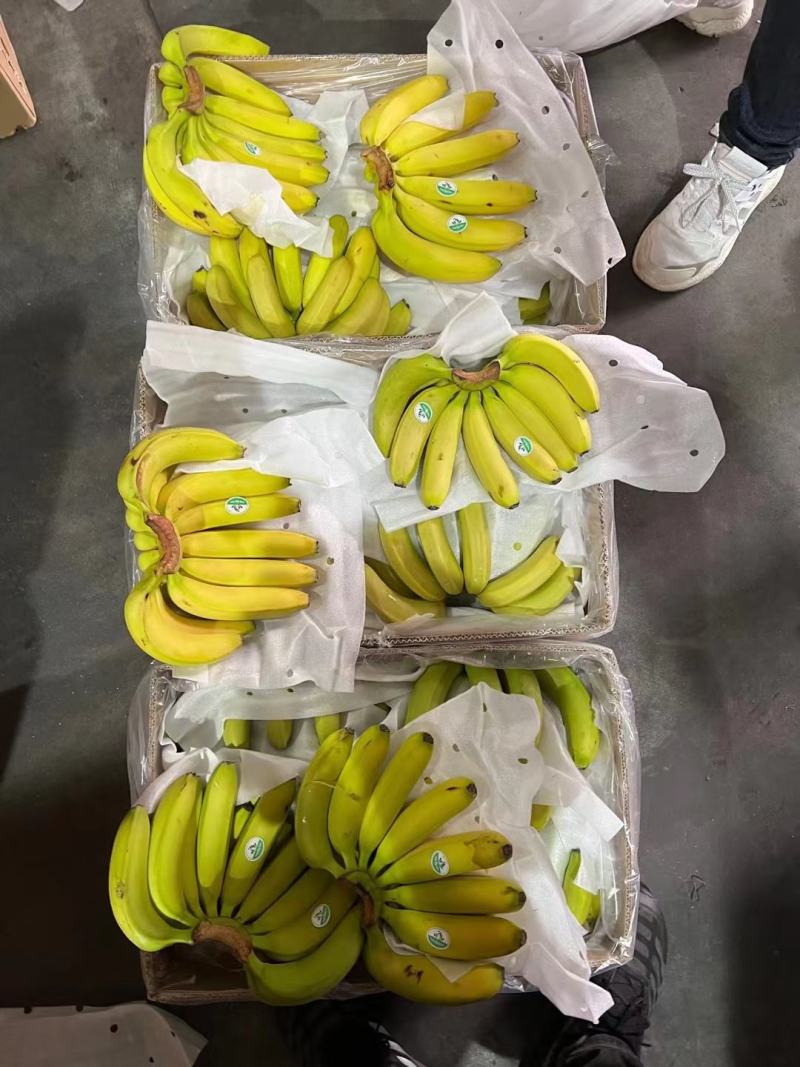 （包售后）黄金焦，特价焦超市活动炸街赶集各种规格