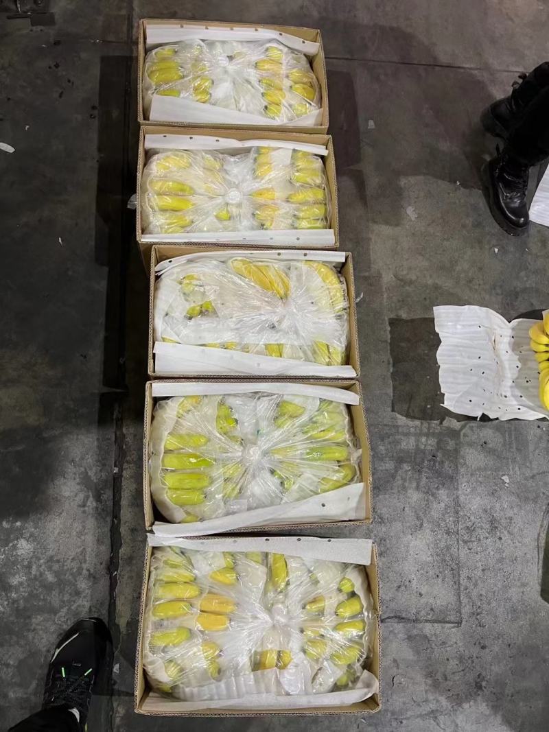 （包售后）黄金焦，特价焦超市活动炸街赶集各种规格