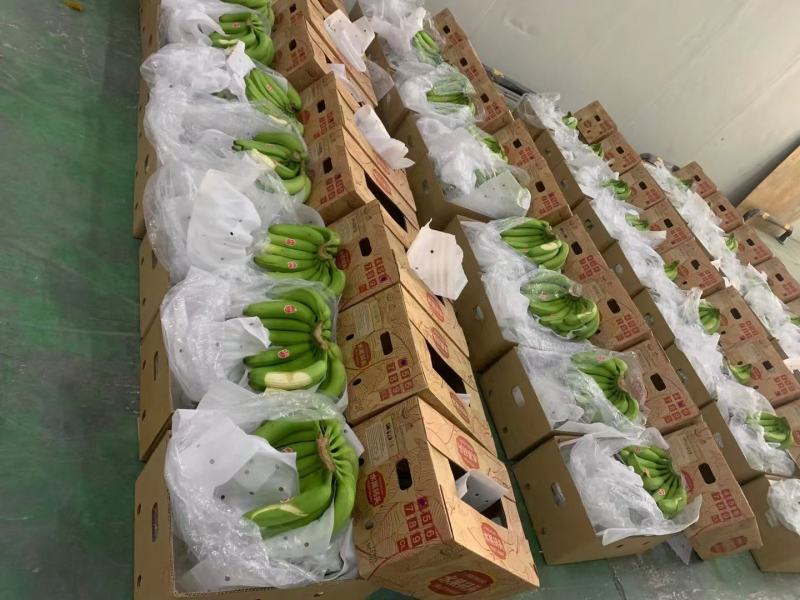 （包售后）黄金焦，特价焦超市活动炸街赶集各种规格