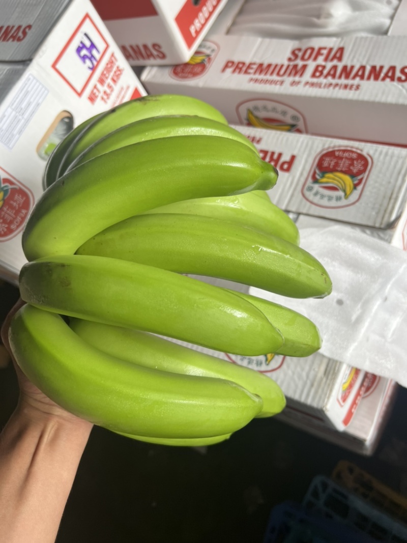常年供应精品好蕉，特价香蕉，果面干净、黄金蕉不受寒