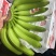 常年供应精品好蕉，特价香蕉，果面干净、黄金蕉不受寒