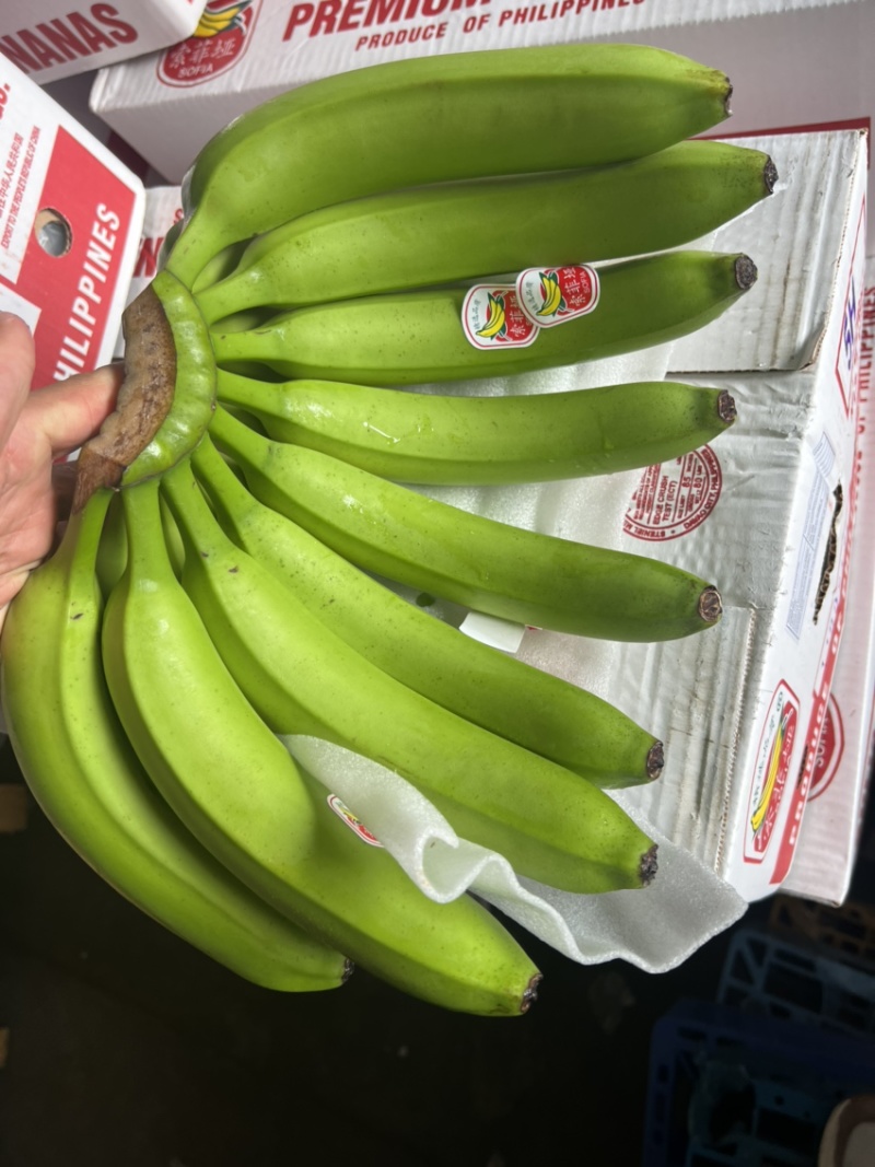 常年供应精品好蕉，特价香蕉，果面干净、黄金蕉不受寒