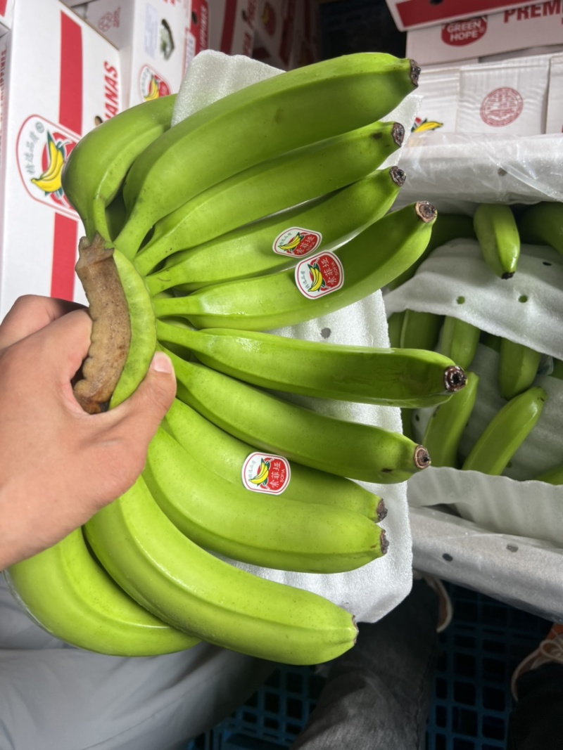 常年供应精品好蕉，特价香蕉，果面干净、黄金蕉不受寒