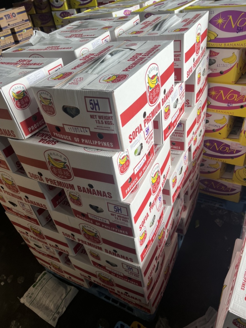 常年供应精品好蕉，特价香蕉，果面干净、黄金蕉不受寒