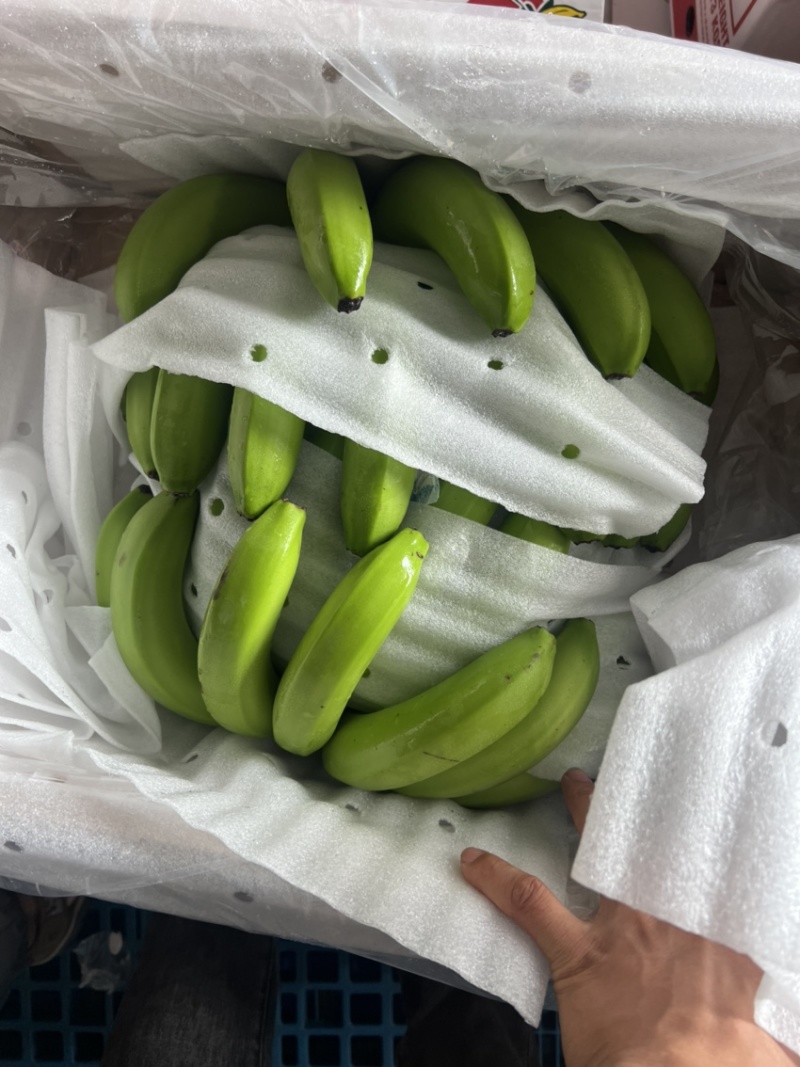 常年供应精品好蕉，特价香蕉，果面干净、黄金蕉不受寒