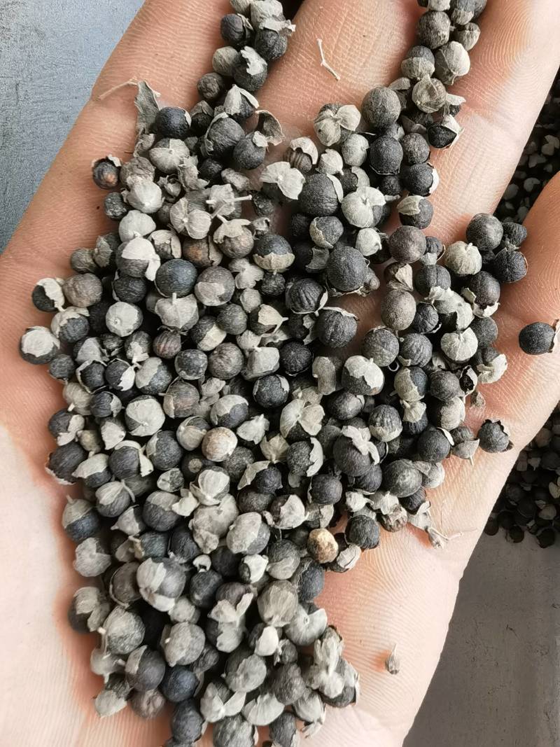 蔓荆子中选过风车关书药业批发中药材规格齐全