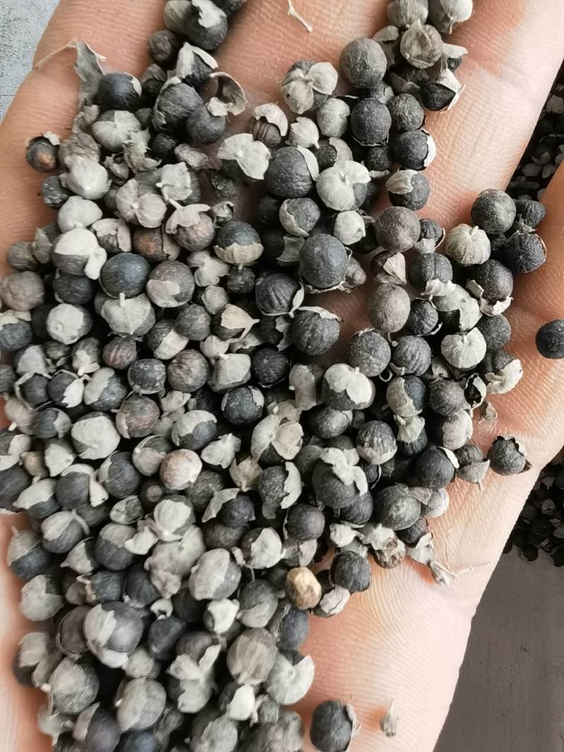 蔓荆子中选过风车关书药业批发中药材规格齐全