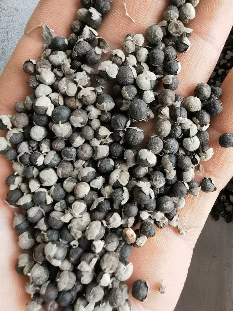 蔓荆子中选过风车关书药业批发中药材规格齐全