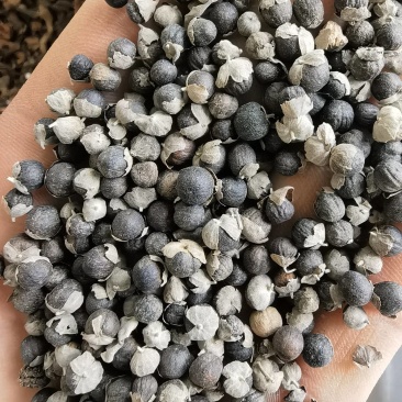 蔓荆子选江西货关书药业批发各种规格中药材