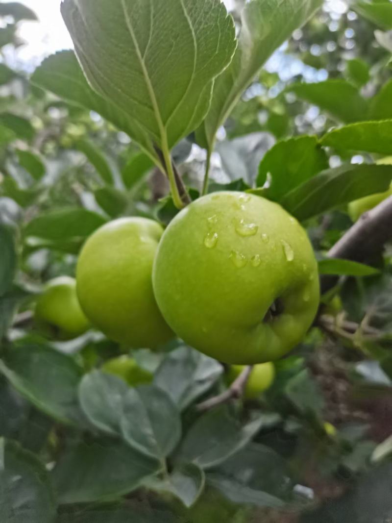 云南昭通清香蕉苹果一个星期以后大量出来有需要的老板联