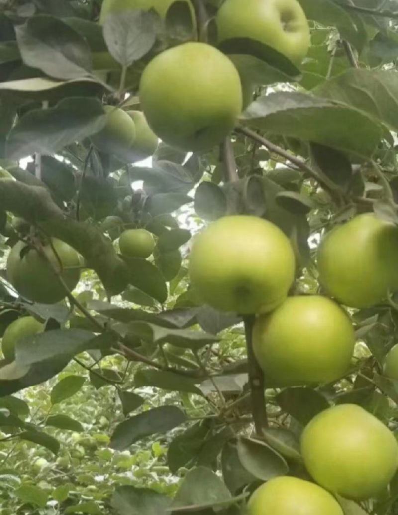 云南昭通清香蕉苹果一个星期以后大量出来有需要的老板联