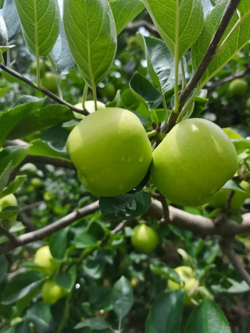 云南昭通清香蕉苹果一个星期以后大量出来有需要的老板联