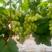 青提维多利亚葡萄以上市货源充足需要的老板提前联系