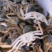 河蟹盘锦河蟹各种公蟹母蟹按要求发货保质保量