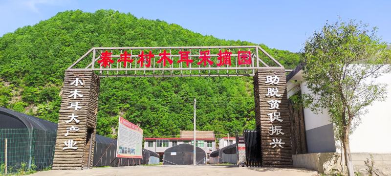 柞水黑木耳头茬量大从优