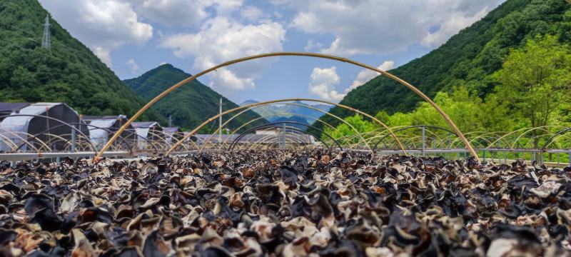柞水黑木耳头茬量大从优