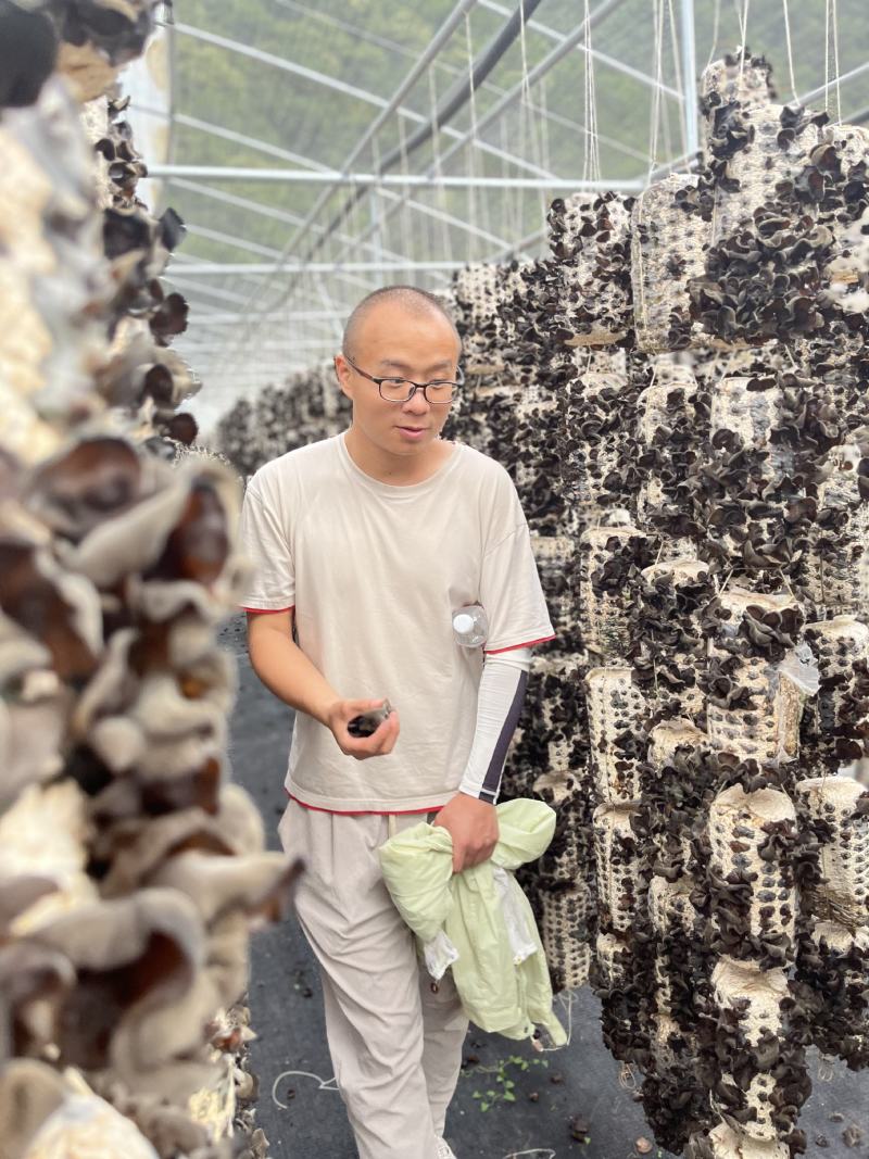 柞水黑木耳头茬量大从优