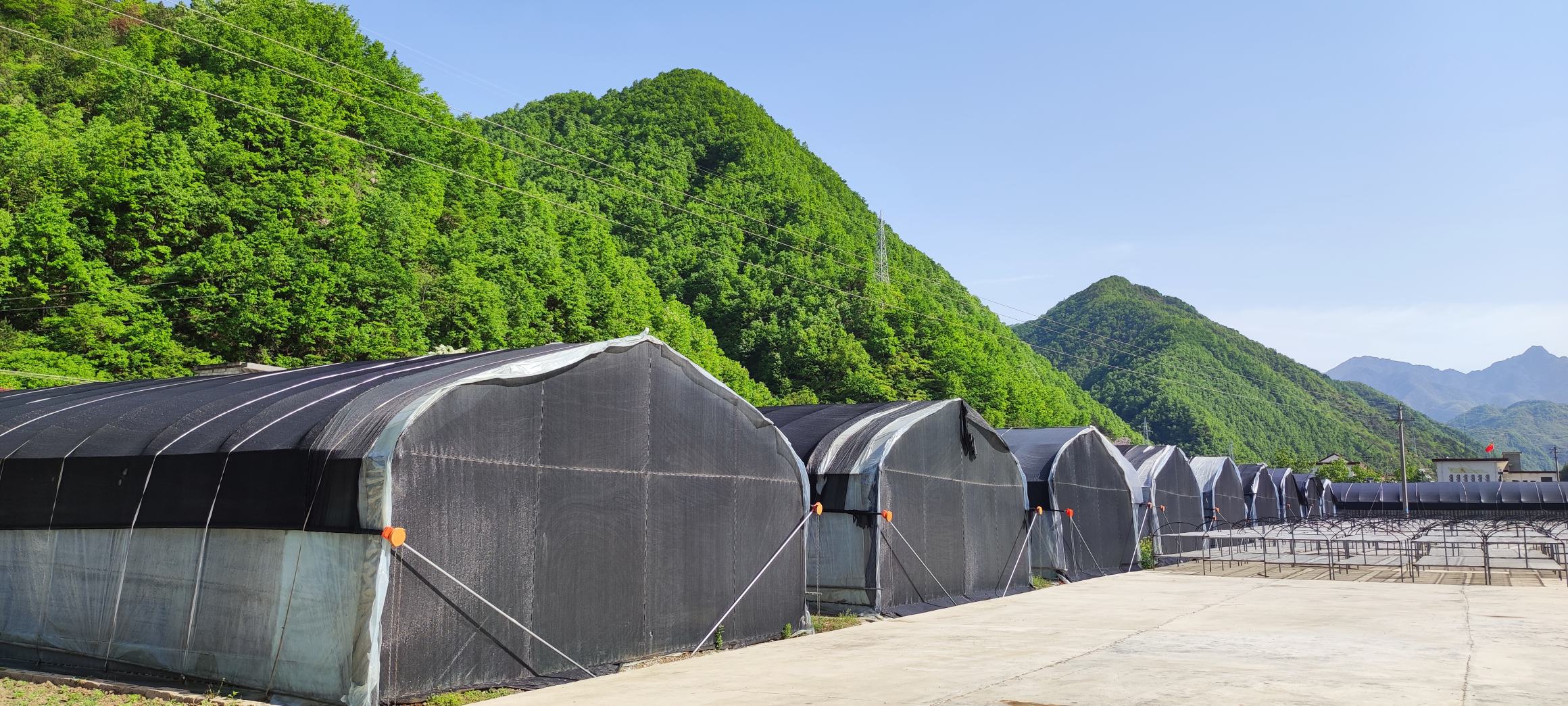 庆元段木花菇种植基地航拍
