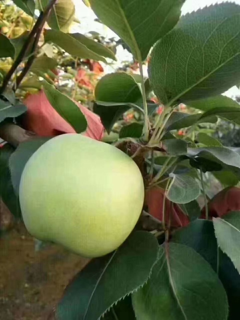 绿宝石梨250~300g纸袋
