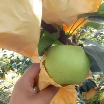 绿宝石梨