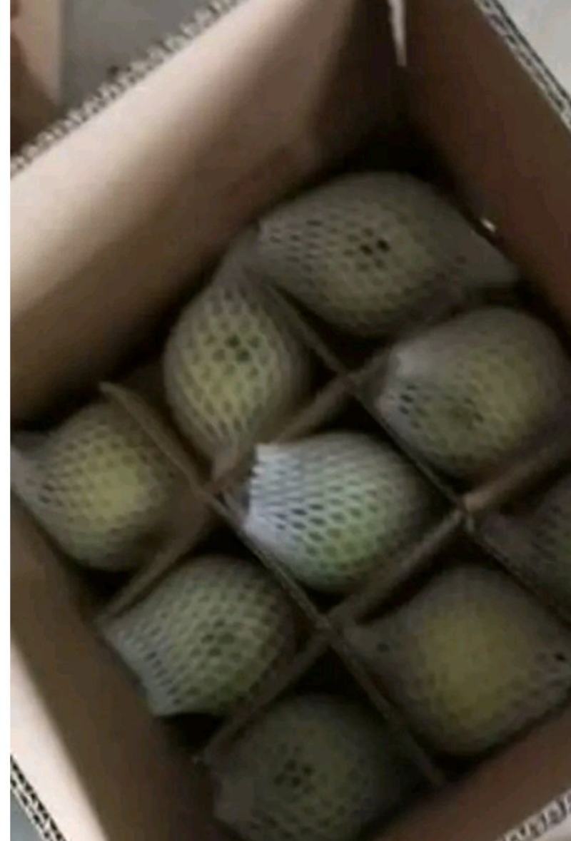 预售。昭阳区洒渔镇，青香蕉苹果大量上市欢迎老板们的光临。