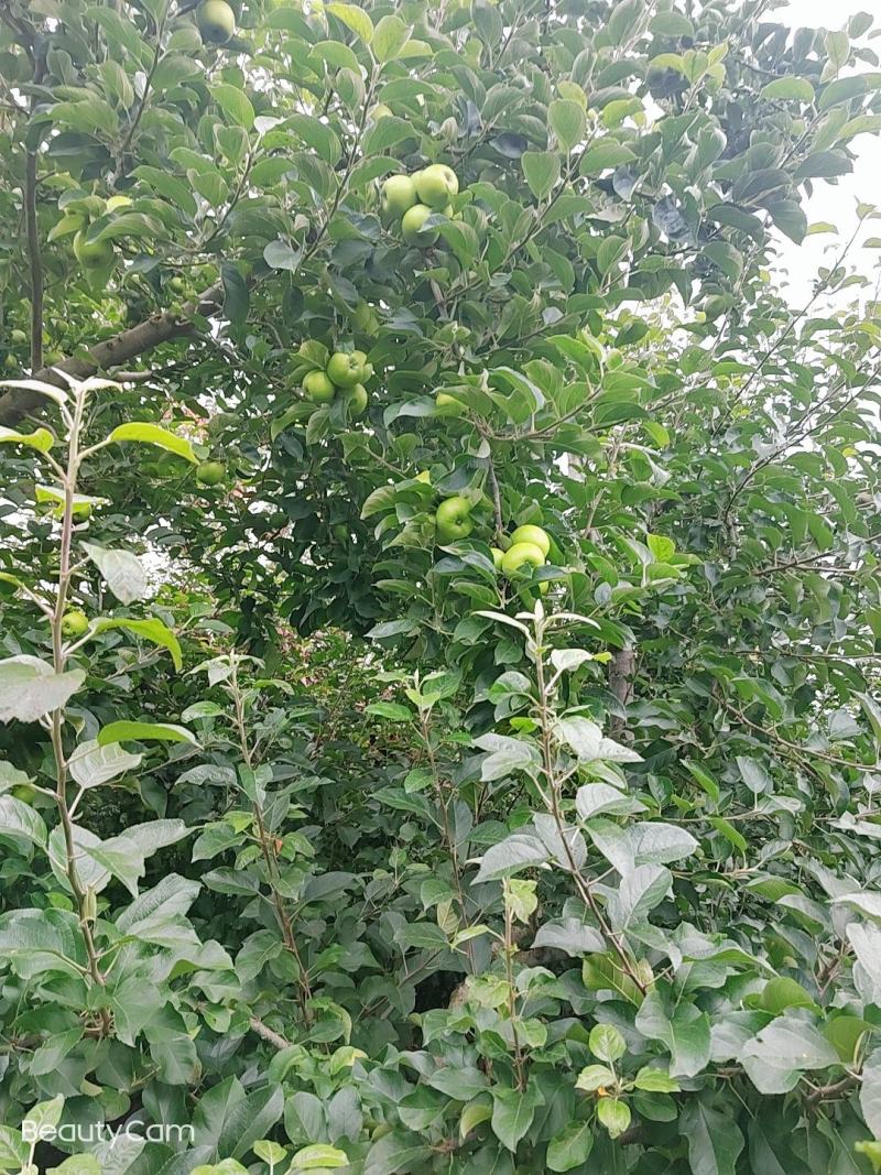 预售。昭阳区洒渔镇，青香蕉苹果大量上市欢迎老板们的光临。