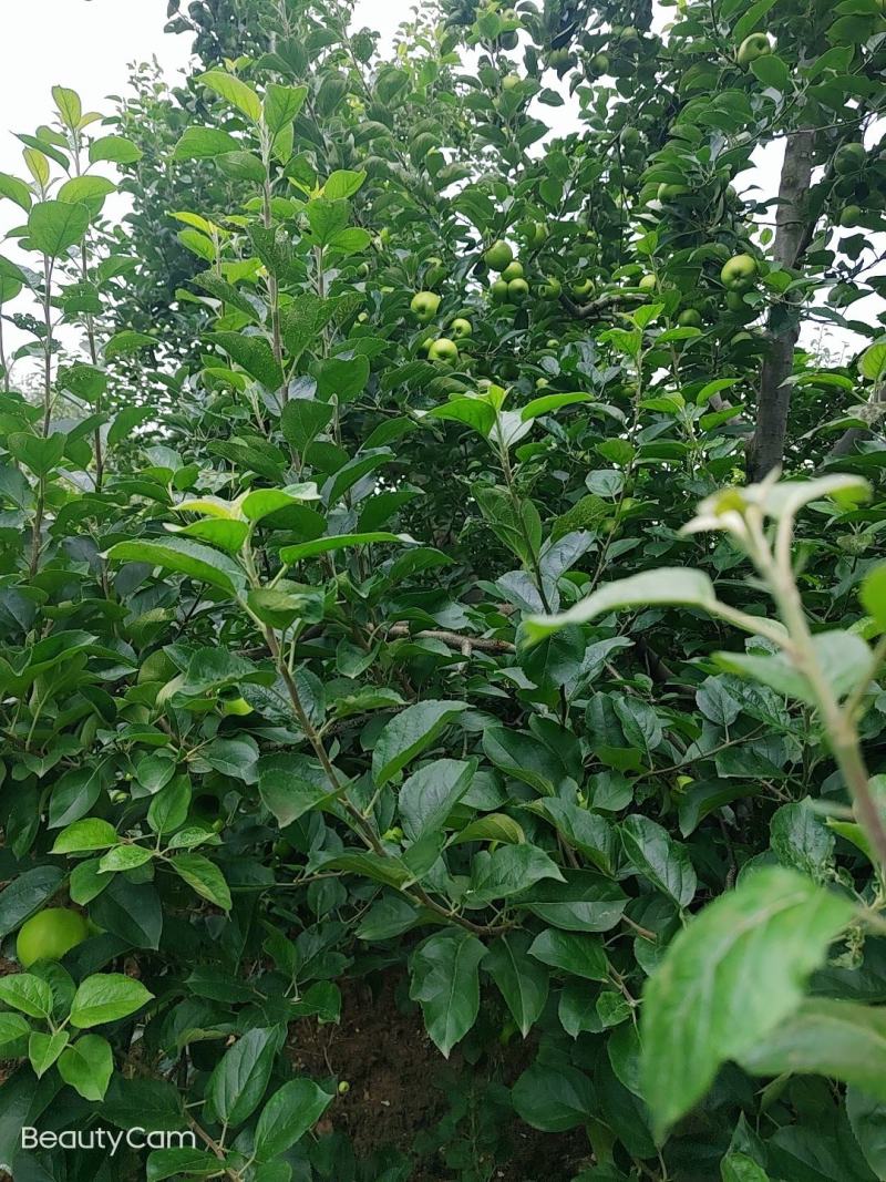 预售。昭阳区洒渔镇，青香蕉苹果大量上市欢迎老板们的光临。
