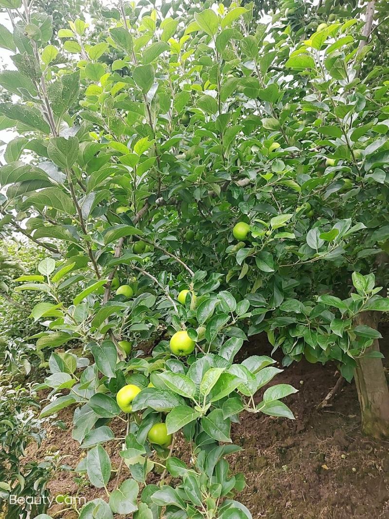 预售。昭阳区洒渔镇，青香蕉苹果大量上市欢迎老板们的光临。