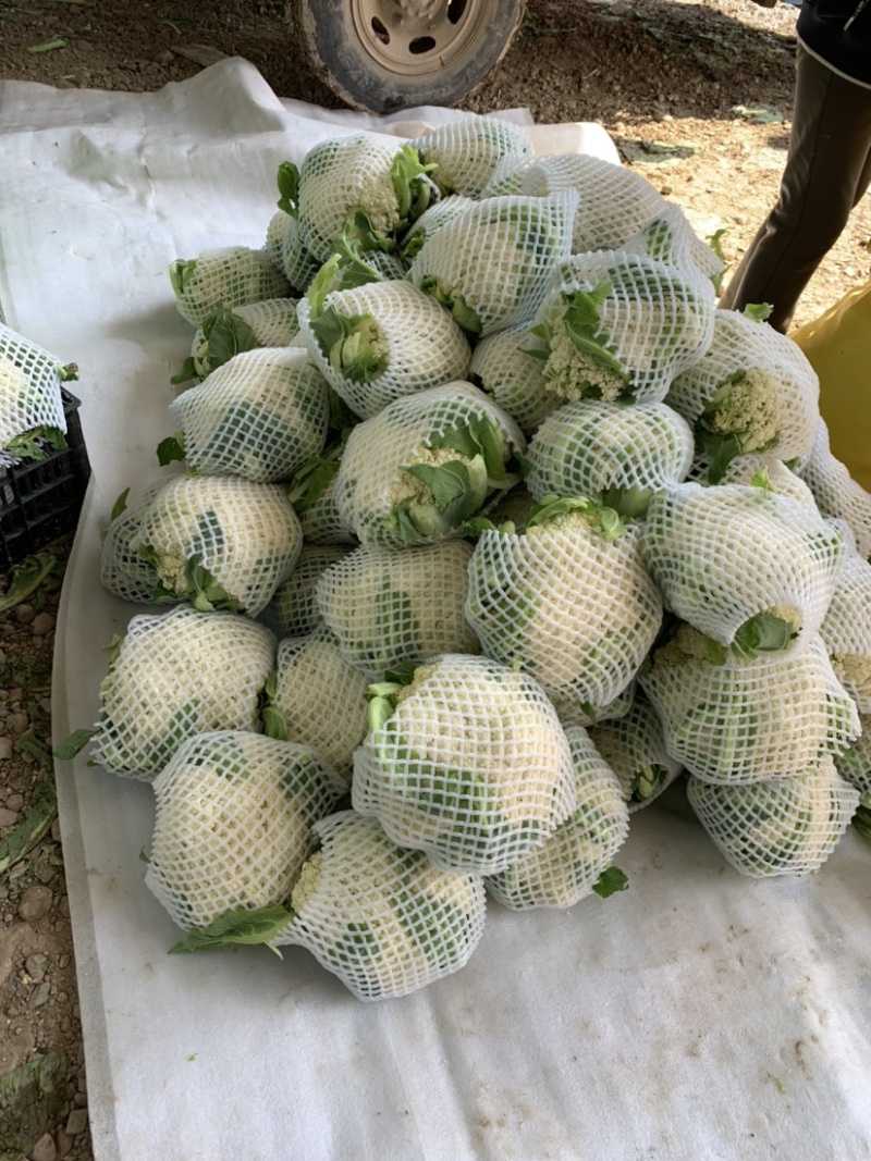 【实力商家】定西万亩精品散花大量上市.正在热卖中