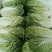 新鲜娃娃菜大量供应种植基地现采现发品质保障诚信经营