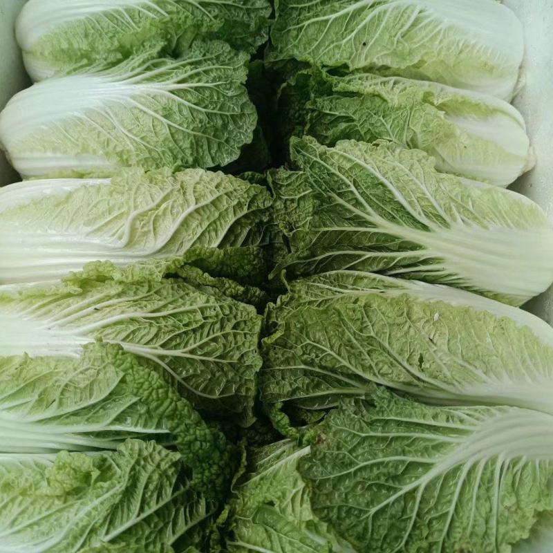 新鲜娃娃菜大量供应种植基地现采现发品质保障诚信经营