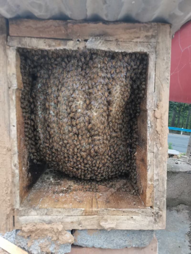 土蜂蜜百花蜜土蜂蜜农家土养五斤包邮