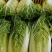 新鲜娃娃菜大量供应种植基地现采现发品质保障诚信经营