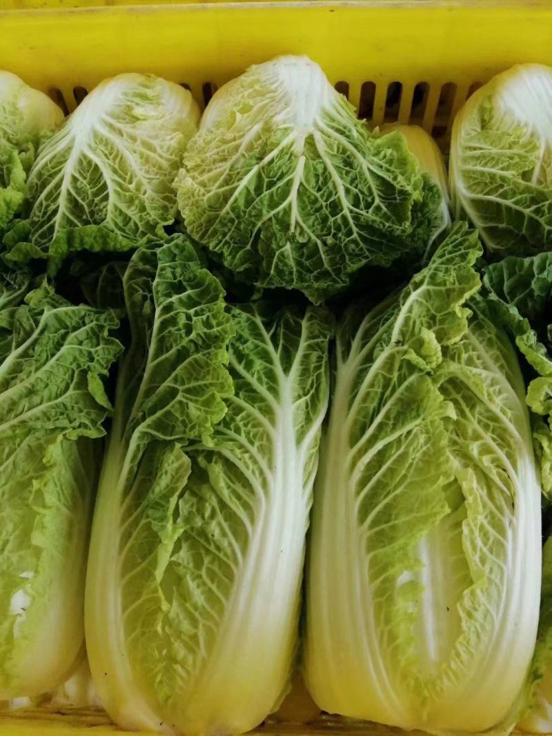 新鲜娃娃菜大量供应种植基地现采现发品质保障诚信经营